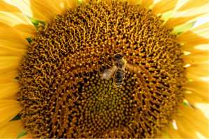 wheat being harvested by red combine in field under blue sky photo part of Circle of Light Photo Project of the Rocky Mountain Lions Eye Bank